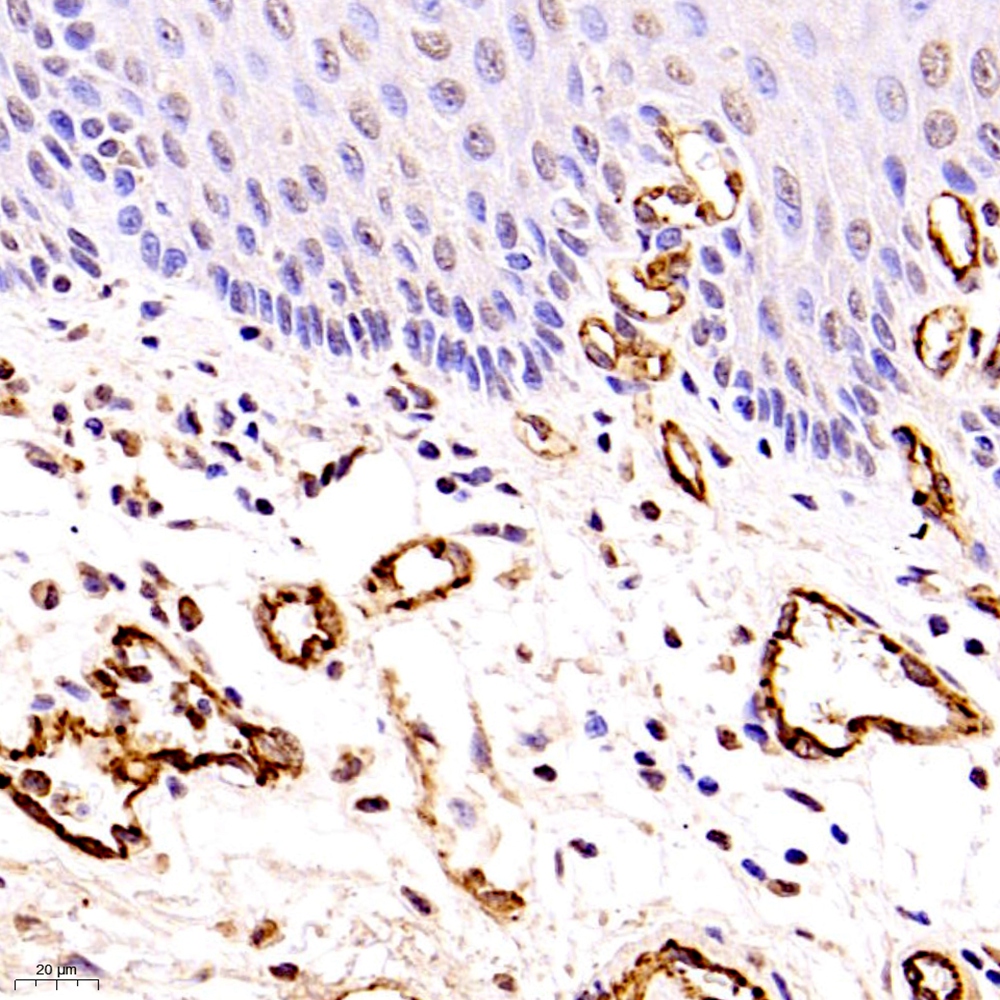 Anti -CD31 Rabbit pAb