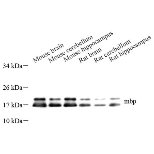Anti -Myelin Basic Protein Rabbit pAb