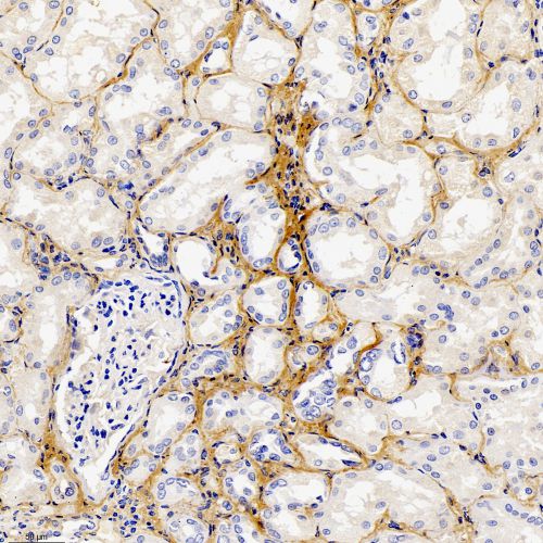 Anti -Collagen I Rabbit pAb